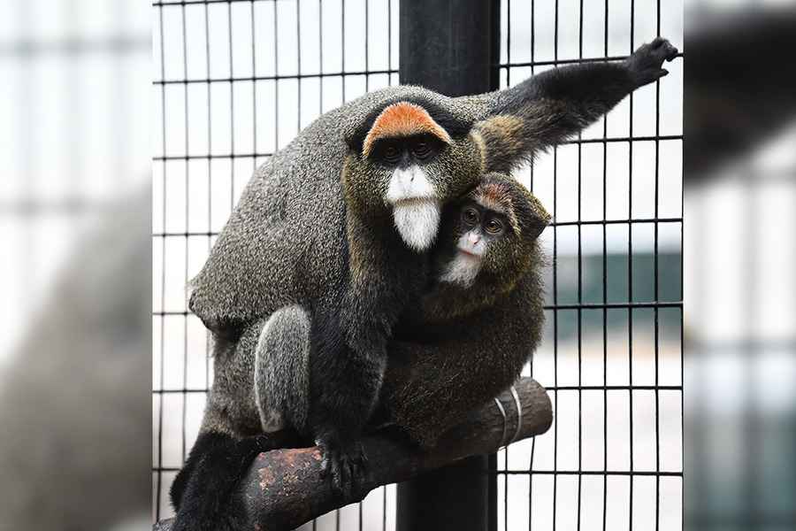 動植物公園第12隻猴子死亡