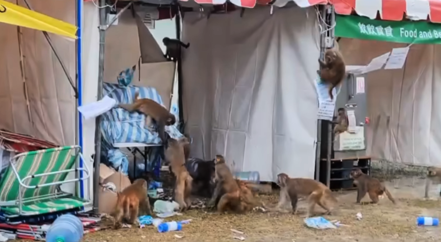 毅行者補給站遭大批猴子搶食