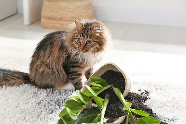 簡單幾招 讓貓咪與室內植物 和平共處