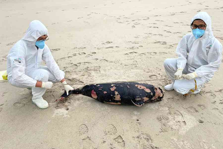 鯨豚擱淺｜西貢大灣沙灘發現擱淺江豚 今年首宗