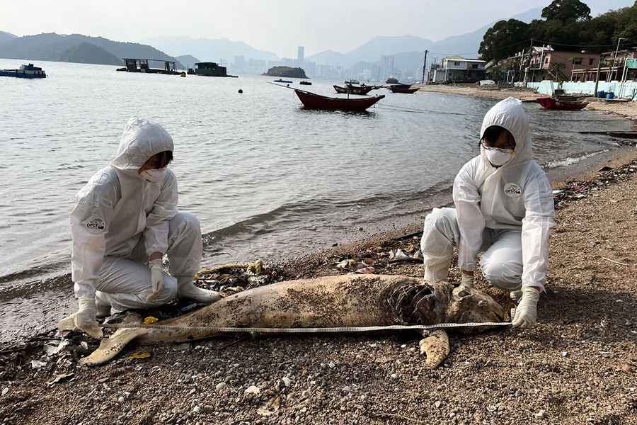 鯨豚擱淺｜鴨洲發現成年江豚屍體 今年第5宗