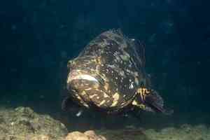 港大研究：放生沙巴龍躉 嚴重威脅本港生態