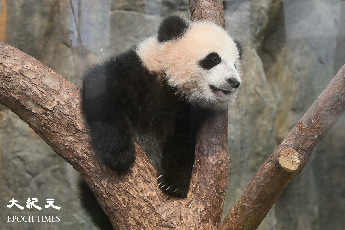 海洋公園周六舉行大熊貓寶寶亮相儀式。（吳睿略/大紀元）