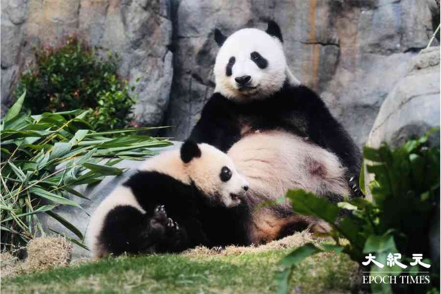 大熊貓盈盈與龍鳳胎寶寶 明起同框現身海洋公園