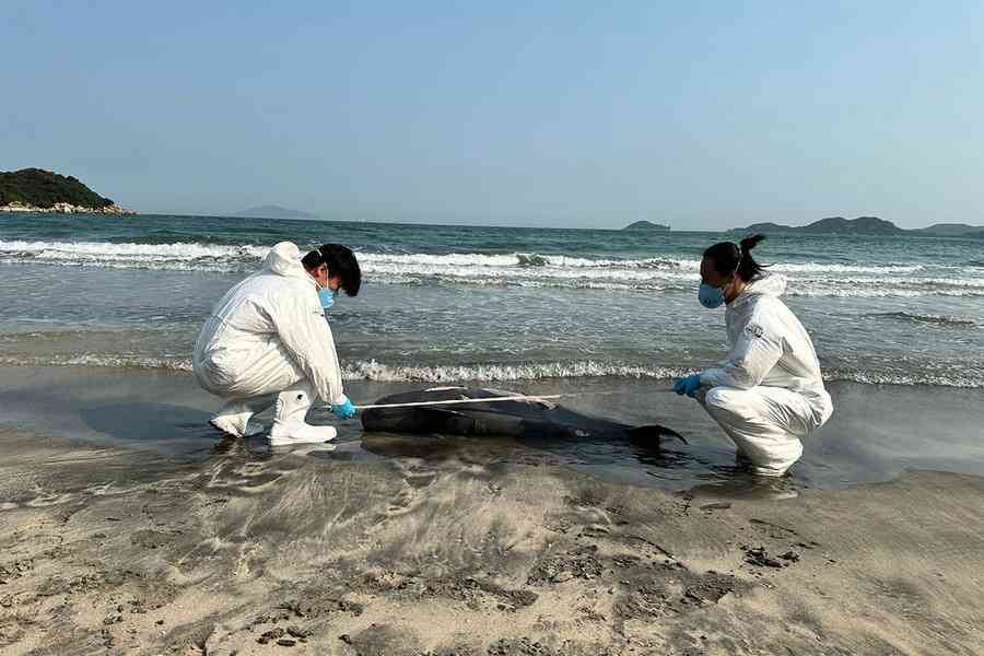 鯨豚擱淺｜大嶼山籮箕灣發現江豚屍體 本年度第14宗
