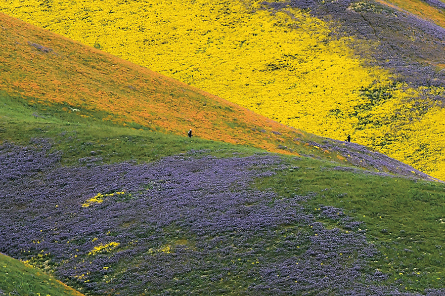 乾旱解除加州山谷現「超級開花」罕見美景
