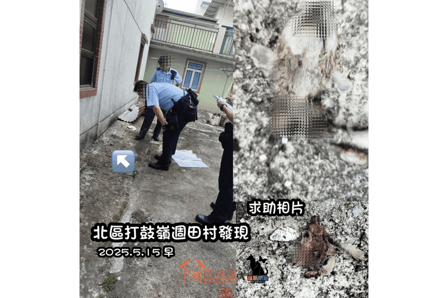 打鼓嶺發現貓屍 調查後不涉刑事成份