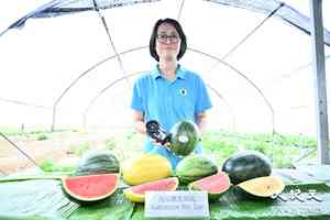本地有機西瓜節今年推4款特色西瓜 每磅40至50元