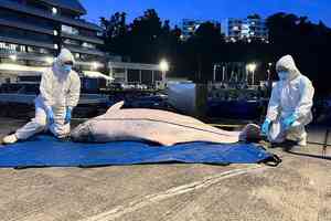 去年41宗鯨豚擱淺個案 部分死因疑涉人為因素
