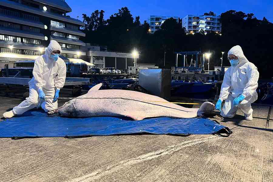 去年41宗鯨豚擱淺個案 部分死因疑涉人為因素