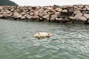 大澳公眾碼頭對開海面有中華白海豚擱淺