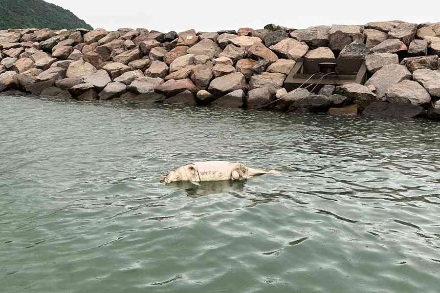 大澳公眾碼頭對開海面有中華白海豚擱淺