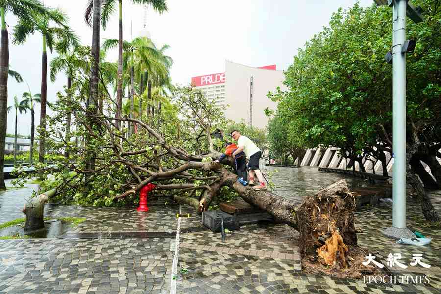 颱風韋帕襲港 政府接逾700宗塌樹報告 7宗水浸（更新）