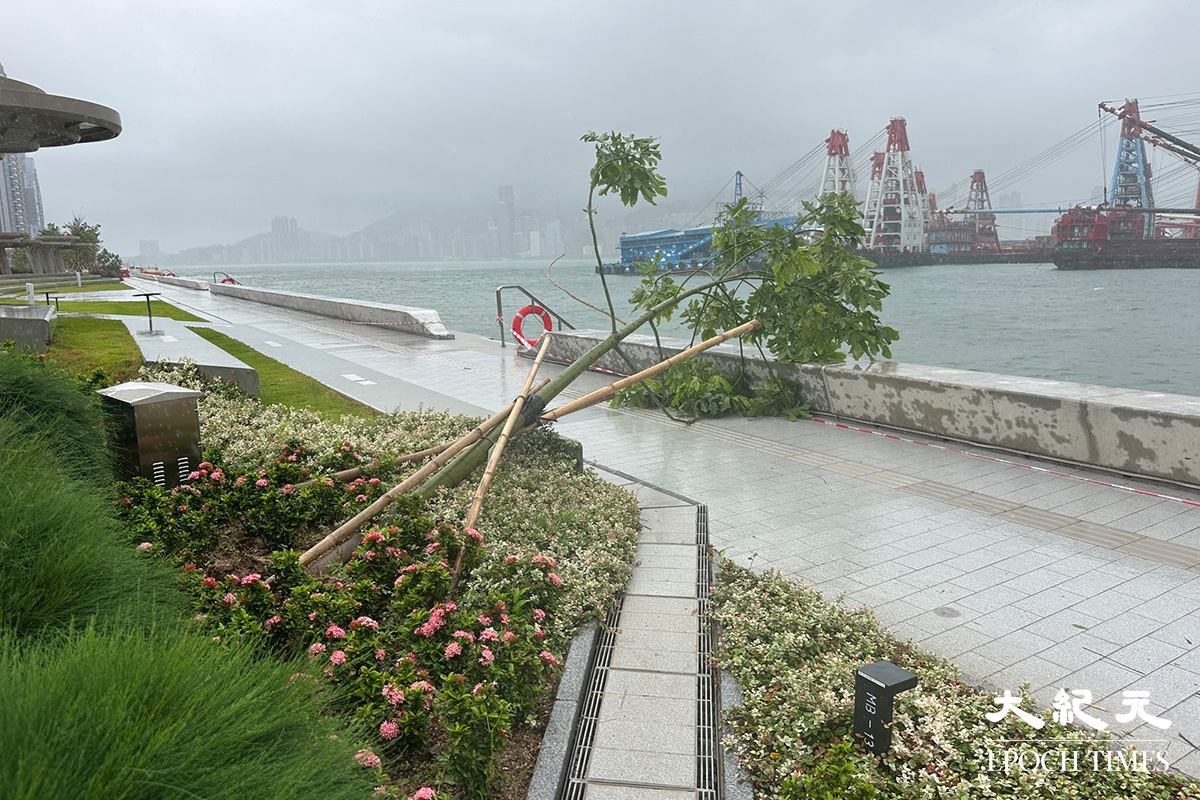 在啟德遊輪碼頭一帶有樹木被吹倒。（吳銳略／大紀元）