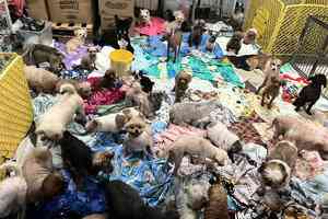 流浪狗收容所水浸 狗義工救出至少30隻毛孩