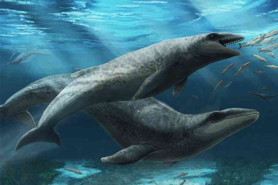 澳洲化石揭密：兩千萬年前鬚鯨如鯊魚般兇猛