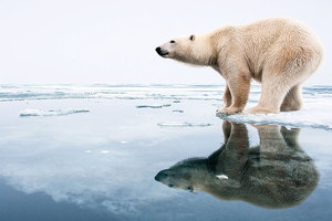 北極熊被列入國際瀕危物種名單