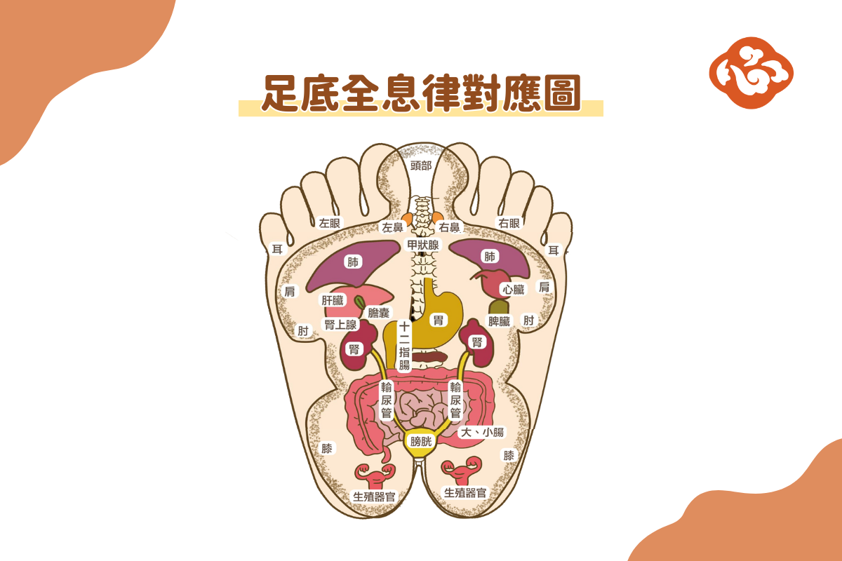 足底全息律對應圖。(醫道心傳製作組製圖)