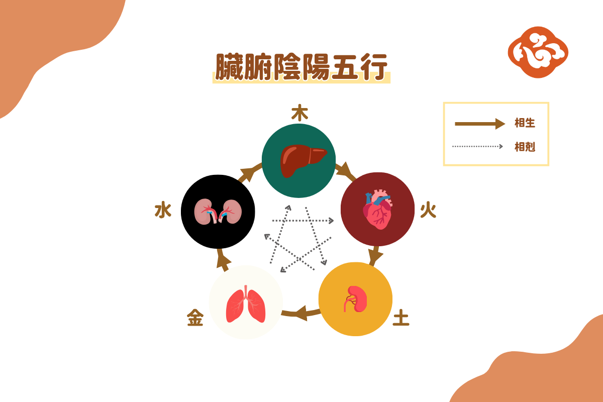臟腑陰陽五行。(醫道心傳製作組製圖)