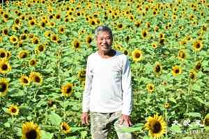 信芯園太陽花綻放成花海