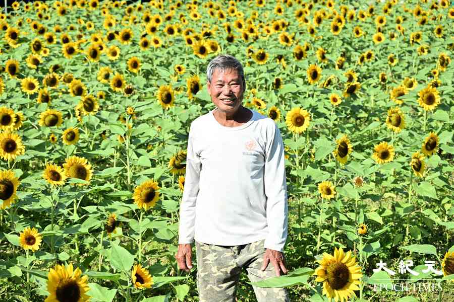 信芯園太陽花綻放成花海