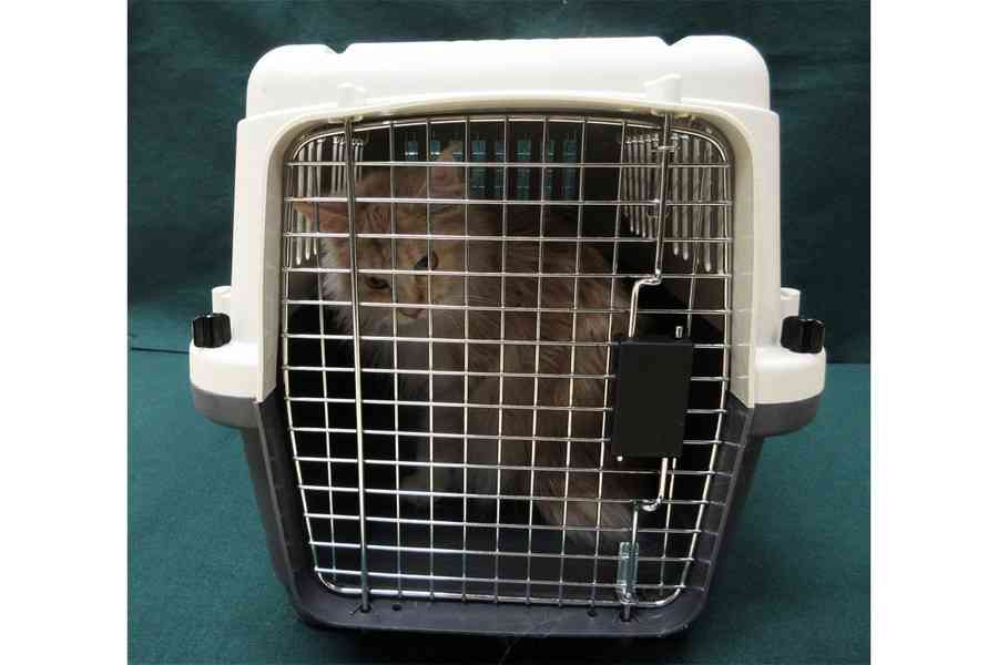 56歲女子涉走私動物被捕 海關檢值2萬元貓