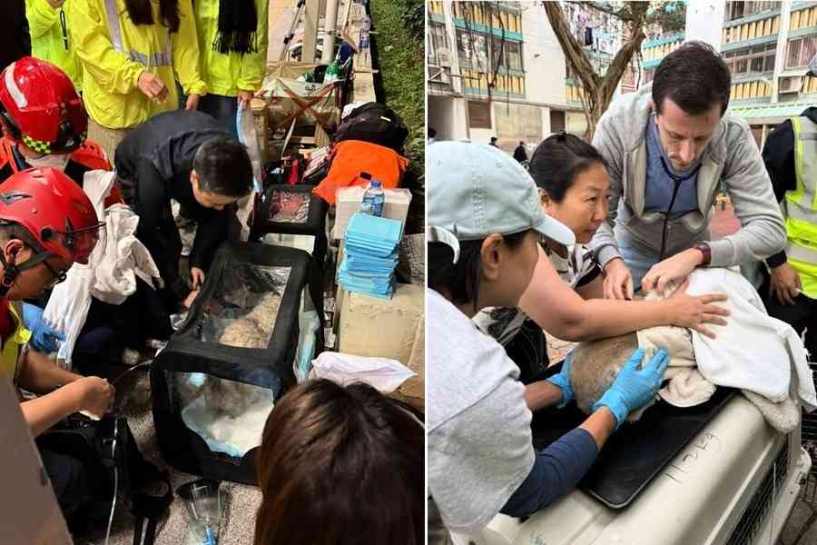 宏福苑5級火｜愛協收逾10寵物貓狗治療