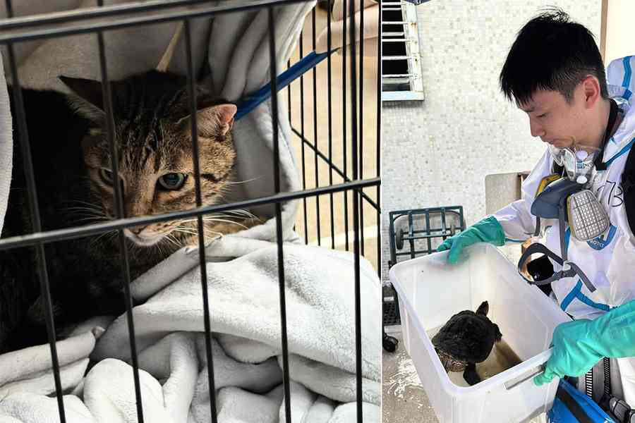 宏福苑5級火｜警方再救出多隻寵物 包括2貓4龜