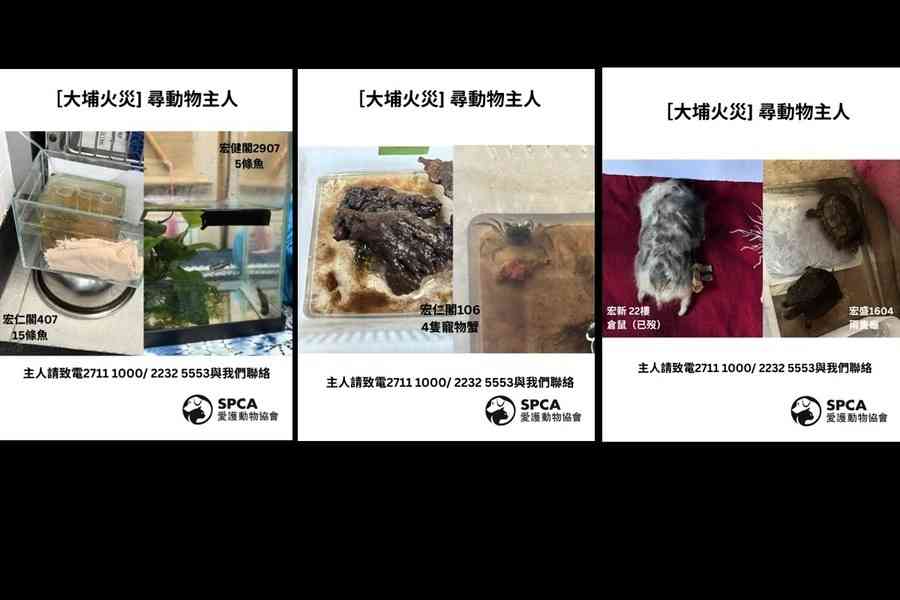 宏福苑5級火｜愛協籲認領寵物