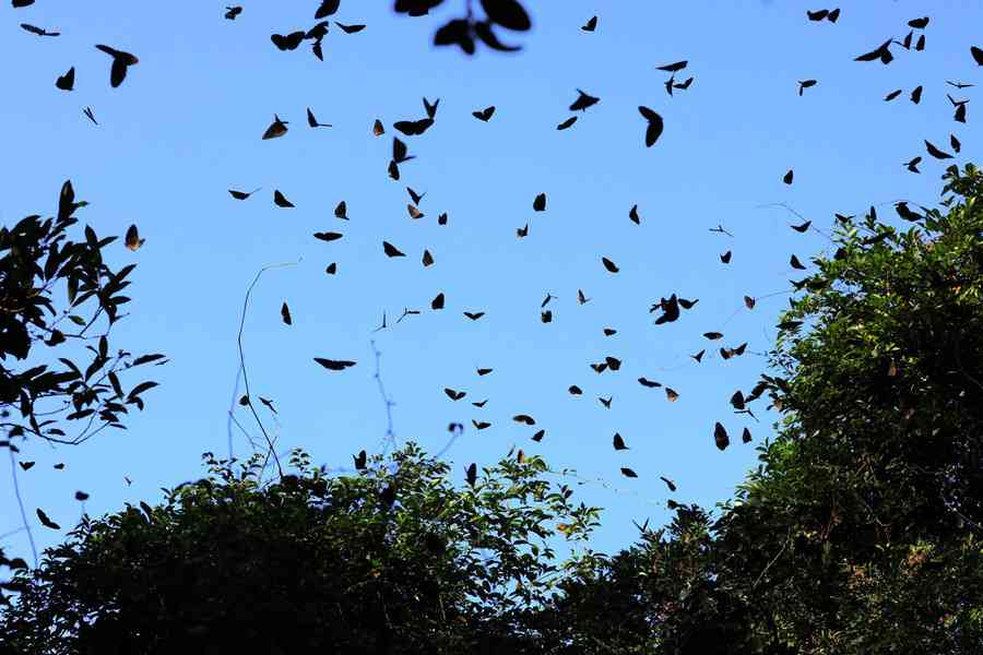 大嶼山南現大量越冬斑蝶 數量逾2千