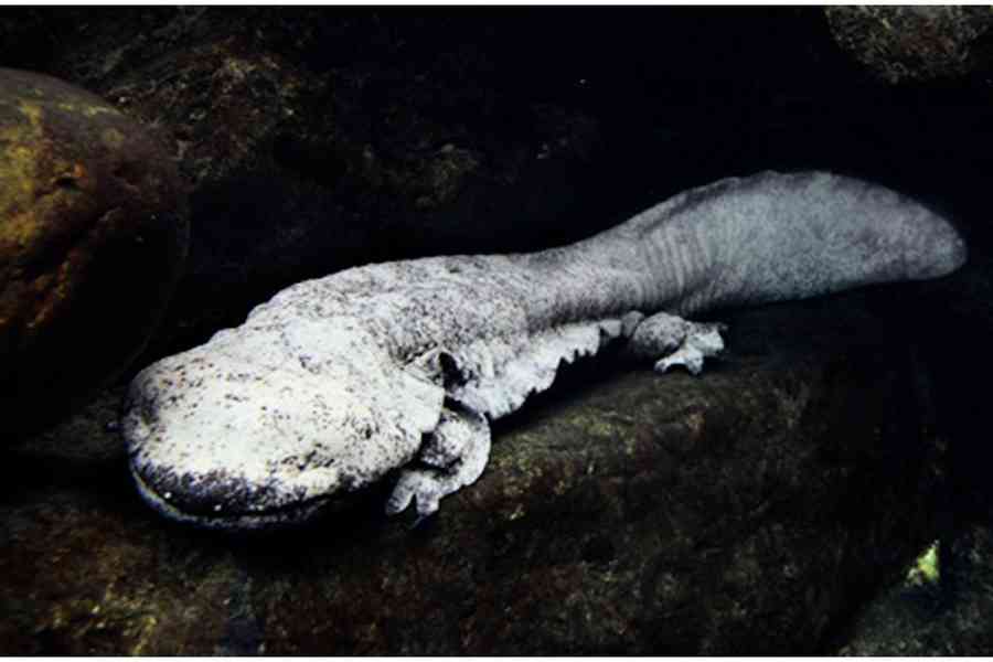 海洋公園17歲娃娃魚Tango  因病情惡化安排安樂死