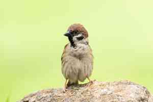 觀鳥會推算市區約22.7萬隻麻雀 按年微升2.3%