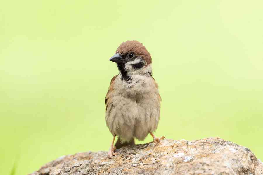觀鳥會推算市區約22.7萬隻麻雀 按年微升2.3%