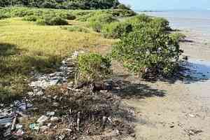 調查：市民平均每月郊遊3次 食物包裝、果皮及膠樽為最常見郊野垃圾