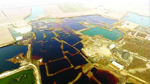 【圖片新聞】華北現30萬平米工業污水滲坑