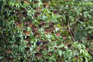 南大嶼本月第二度發現逾千越冬斑蝶 料上萬斑蝶留守跨年