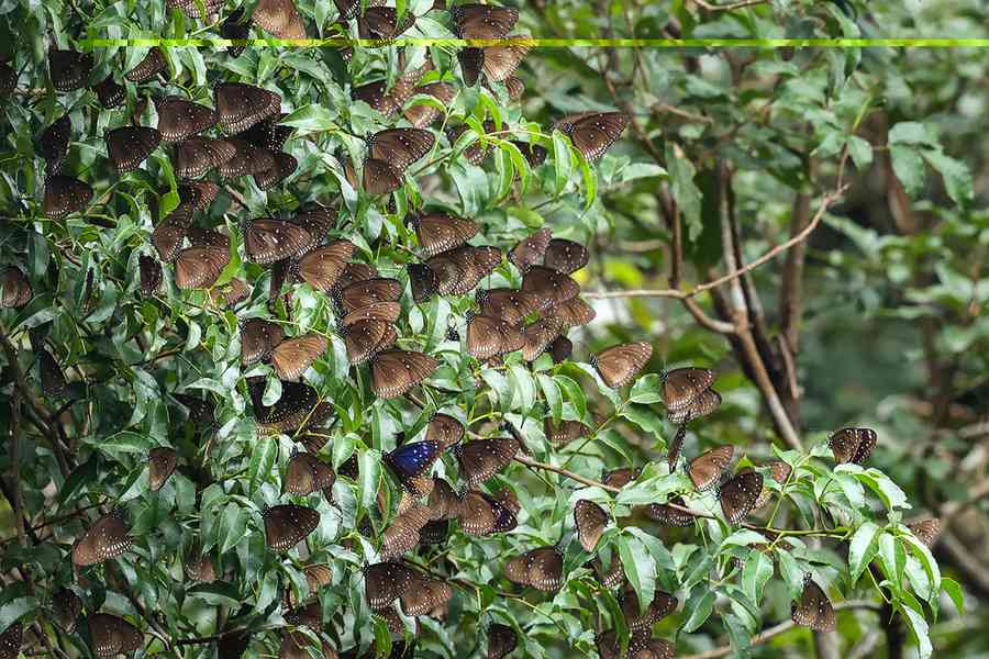 南大嶼本月第二度發現逾千越冬斑蝶 料上萬斑蝶留守跨年