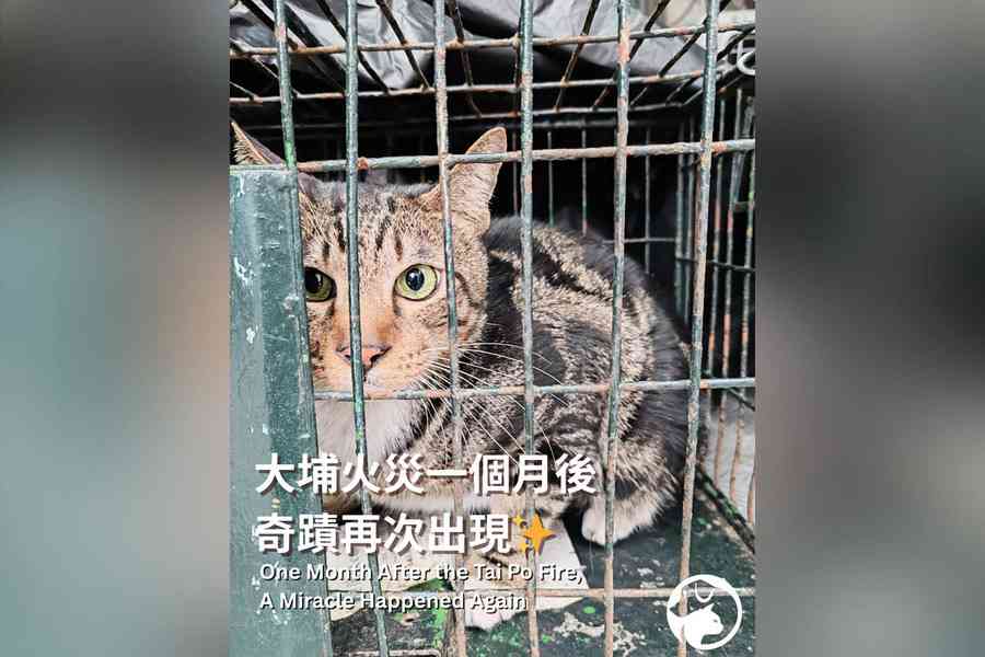 宏福苑5級火｜再多兩貓尋回 愛協：奇蹟再次出現