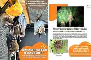 三周約30隻短吻果蝠入校園 嘉道理農場：或因修樹失家園