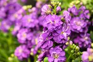 花展3.20起舉行 主題花紫羅蘭