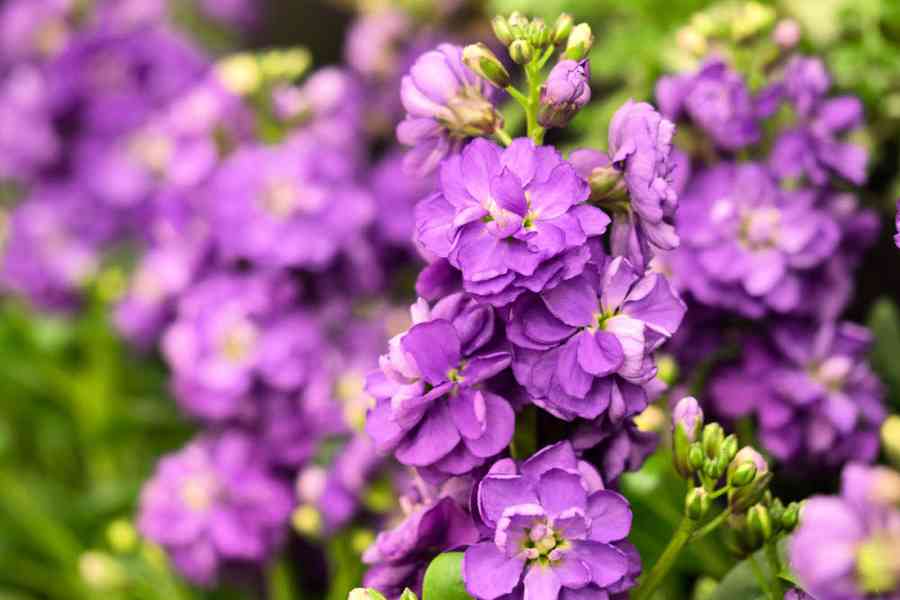 花展3.20起舉行 主題花紫羅蘭