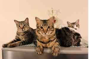 宏福苑5級火|宏仁閣住戶7貓獲救 飼主:盼最後一隻生還