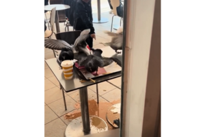 九龍公園野鴿集體「搶食」網民憂:成公衛隱患