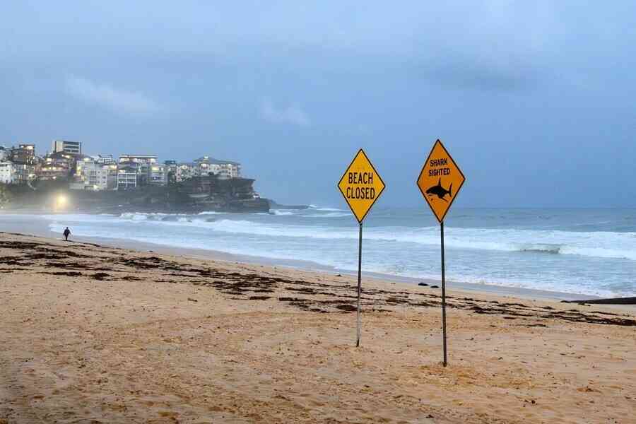 悉尼48小時內四宗鯊魚襲擊  專家警告勿落水：強雨提供了捕獵環境