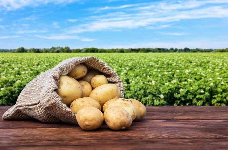 醫師教你吃對馬鈴薯 溫和健胃又減重