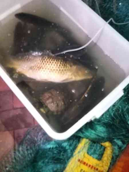 景林邨清洗水池逾百條魚死亡 警列「殘酷對待動物」