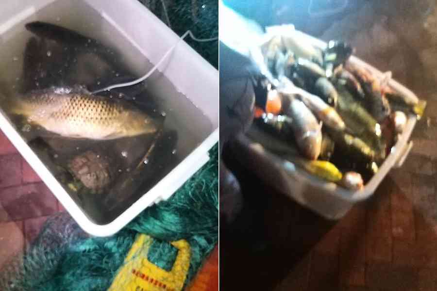 洗魚池致119魚死 51歲清潔公司女工頭被捕