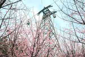 機場櫻花園開放 估計逾10萬人次到訪