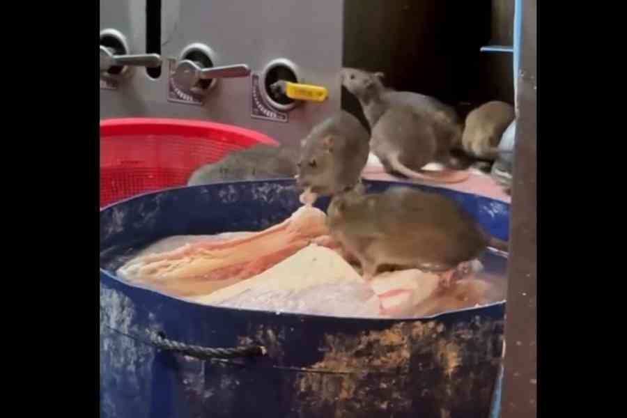 老鼠大埔食店開餐 店方反指偽造 食環查疑有鼠跡並控食物室不潔