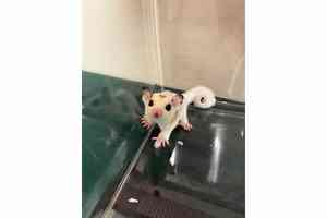 落馬洲管制站檢獲蜜袋鼯倉鼠等 23歲女旅客被捕